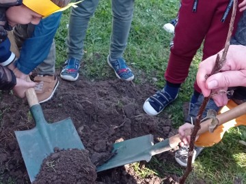 Tradycyjny Sad w Szkole Podstawowej nr. 4 w Skierniewicach, 